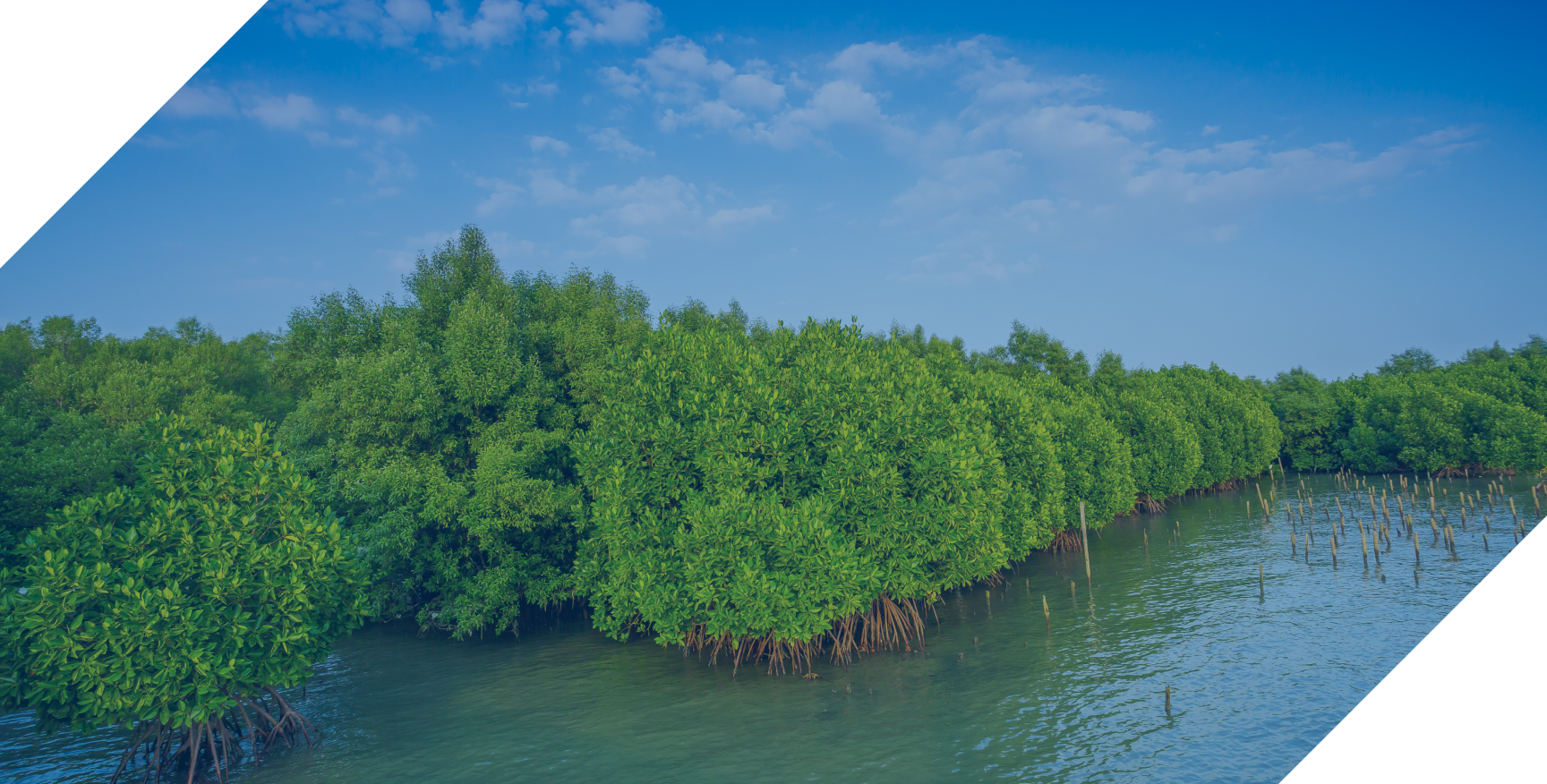 mangrove_forest image